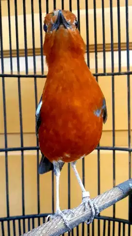 BURUNG ANIS MERAH BUNYI NGEMPLONG PULSET