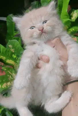 Kucing Persia medium