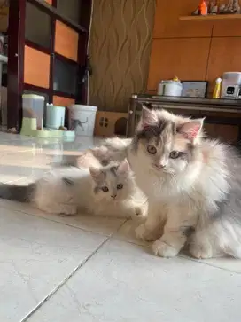 Kucing Persia Big Bone