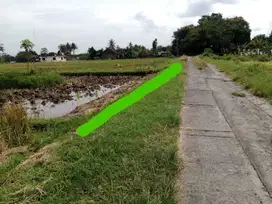 INVESTASI SAWAH 500.000/M DEKAT PASAR GODEAN.JK13327