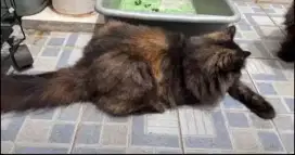 kucing anggora terawat