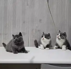 Kucing British Short Hair(BSH)