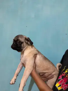 Anak Anjing Pug 5 Bln