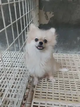 minipom betina, dewasa, krem
