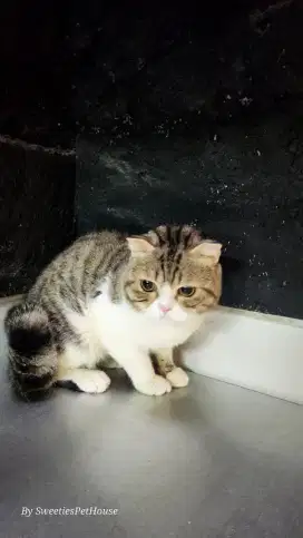 BSH Scottish Fold Jantan