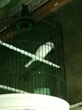Burung kenari gacor putih polos tanpa kandang / sangkar