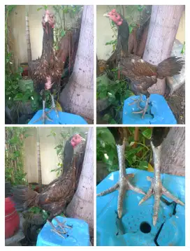 Ayam Bulbi Mangon ukuran bsar tulang mewah