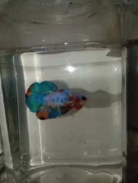 IKAN CUPANG MULTICOLOR SEPASANG