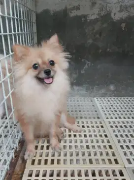 minipom dewasa betina, orange sable