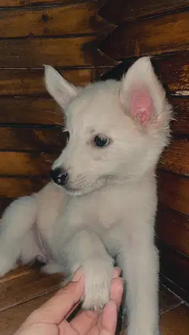 siberian husky betina 2 bulan