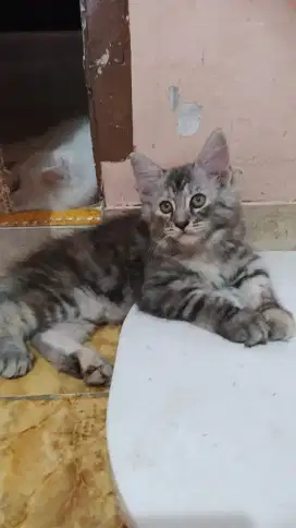 Kucing mix maencoon
