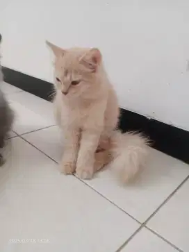 Kucing Persia Jantan umur 3bln Gimbul, Long hair, Sehat Lucu lincah