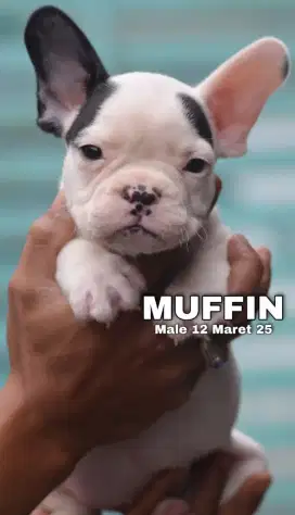 PUPPY FRENCHIE MALE