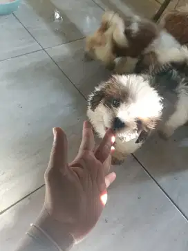 lepas adop anjing