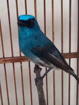Tledekan Biru Fighter Gacor