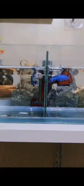 Aquarium dan ikan cupang