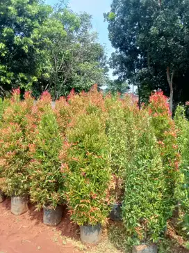 Tukang pohon pucuk merah