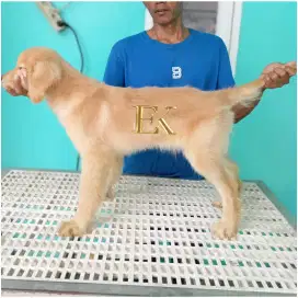 Golden Retriever Jantan
