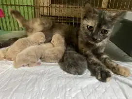 Kucing Indukan BSH