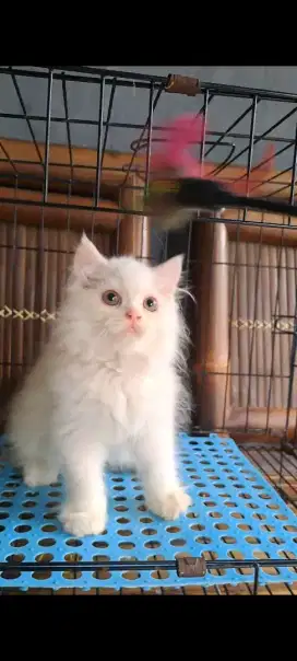 kucing anggora/kitten persia himalaya/kucing persia jantan