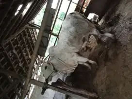 Sapi Kurban Warna Putih