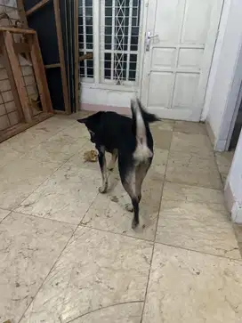 PET SITTER Anjing dan Kucing