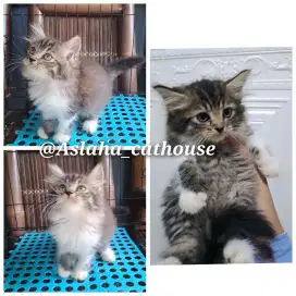 kitten persia betina/kucing persia betina/anakan kucing anggora