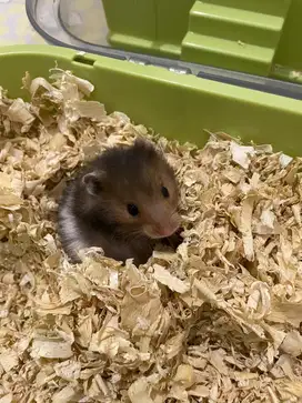 Hamster Syrian & Kandang