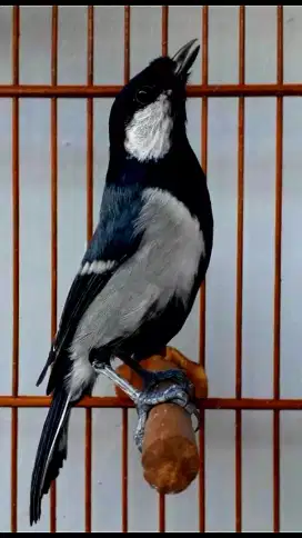 BURUNG GELATIK BATU GACOR SANGKAR UKIR