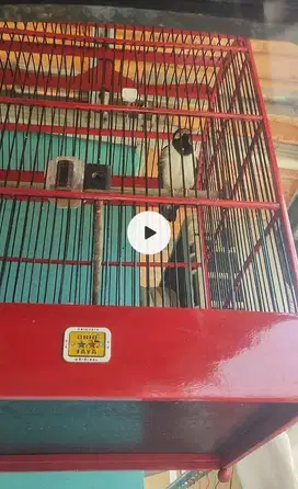 Jalak suren 100% Jantan
