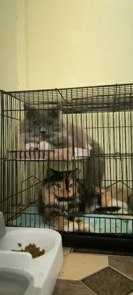 Kucing mix anggora harga untuk 1 kucing