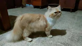 Persia peaknose super longhair