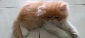 Kitten peaknose betina