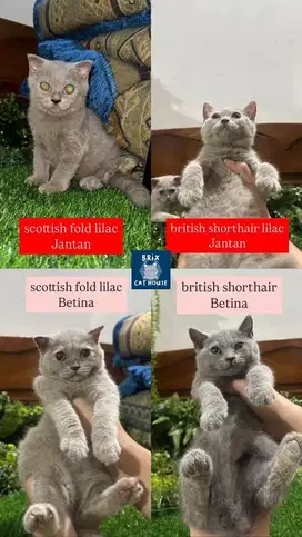 BSH & SF LILAC & BLUE