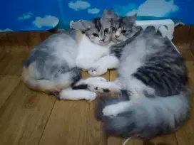 Lepas Adopsi!!!  Kucing cantik Persia Short Hair dan Long Hair
