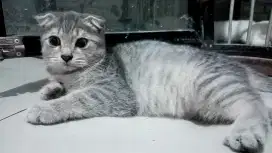 Scottish fold jantan