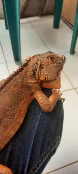Iguana super red