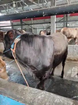 Jual sapi qurban limosin,somental,25jt