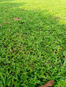 Rumput gajah biasa - rumput gajah paitan