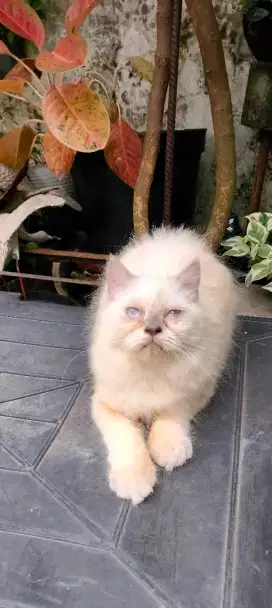 Kucing Persia medium peaknose himalaya