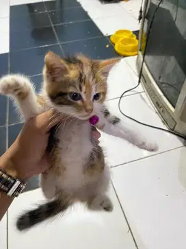 Kucing persia medium calico