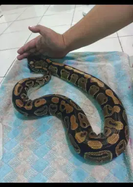 Ballphython female Dewasa