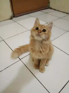 Kitten persia buntut kemoceng