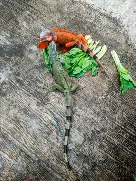 Iguana sepasang