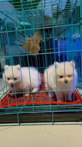 minipom pomerian jefra petshop