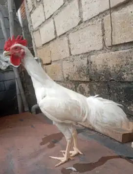 Ayam kampung putih jantan umur 4-5 bulan