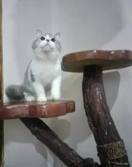 british shorthair jantan kitten blue