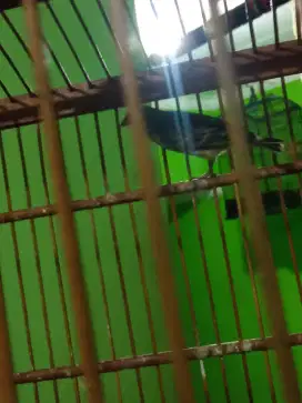 Burung blackstrot jantan