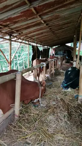 Sapi kurban sehat terawat
