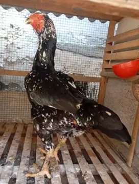 Ayam bangkok betina biang ukuran besar